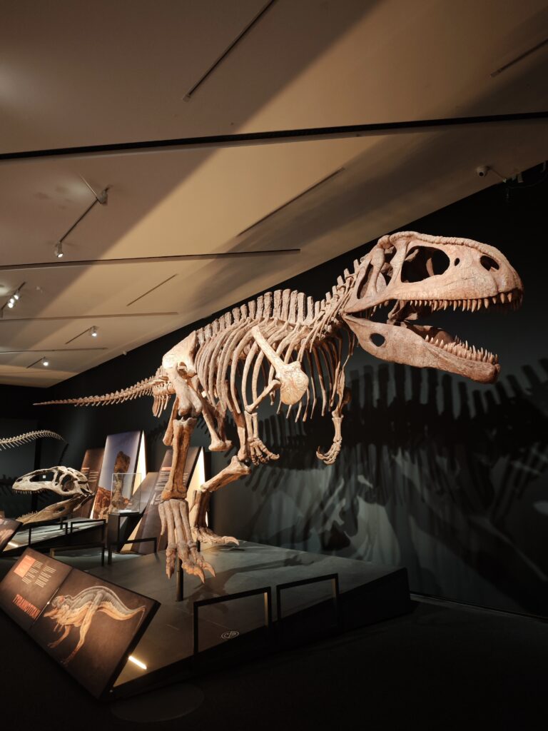 ¿Y si encuentras un dinosaurio? Derechos y legislación sobre los hallazgos paleontológicos en España 🦖